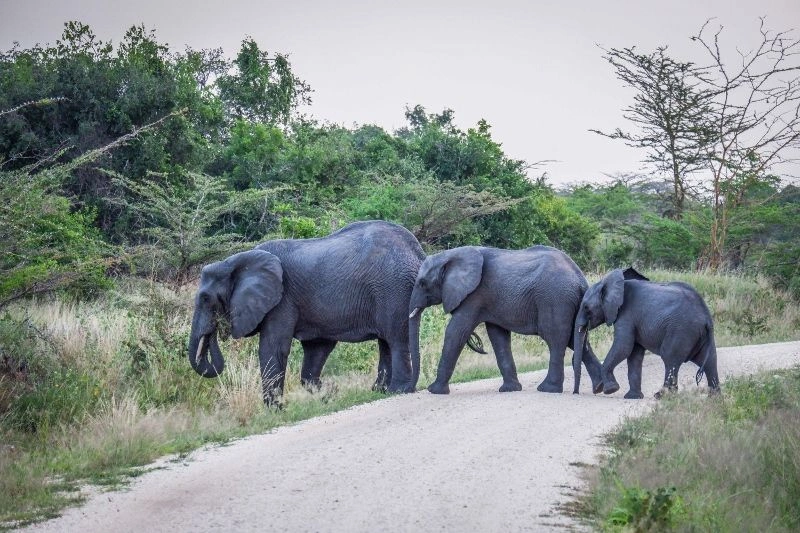 Game_drive_(90)_(800x533).jpg