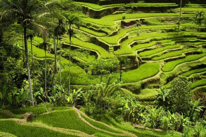 Hart van Bali Tour & Kappa Senses Ubud Uitbreiding 5*