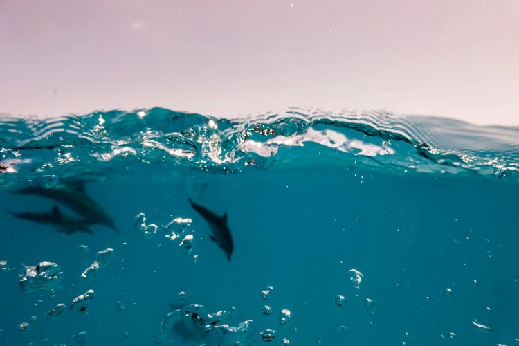 08_Snorkeling_Safari.jpg