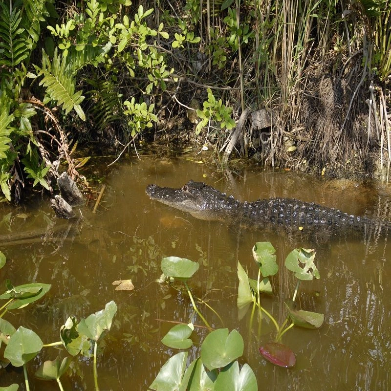 FLORIDE-Crocodile.jpg