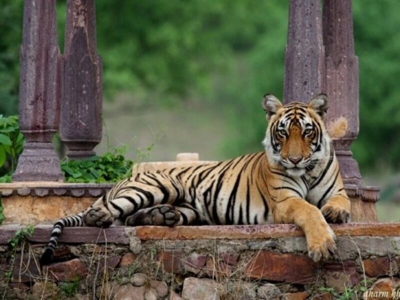 Tijgers, forten en paleizen tour in Rajasthan - van New Delhi naar New Delhi