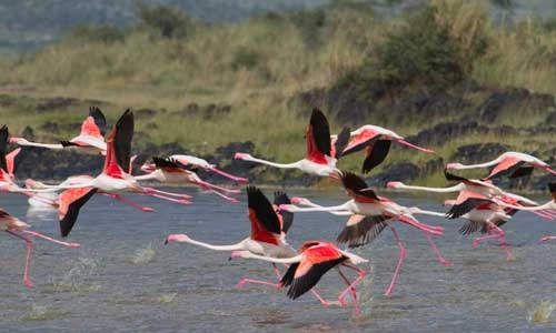 Selous Safaris 2 nachten en verblijf in Neptune Pwani Beach Resort & Spa 5*