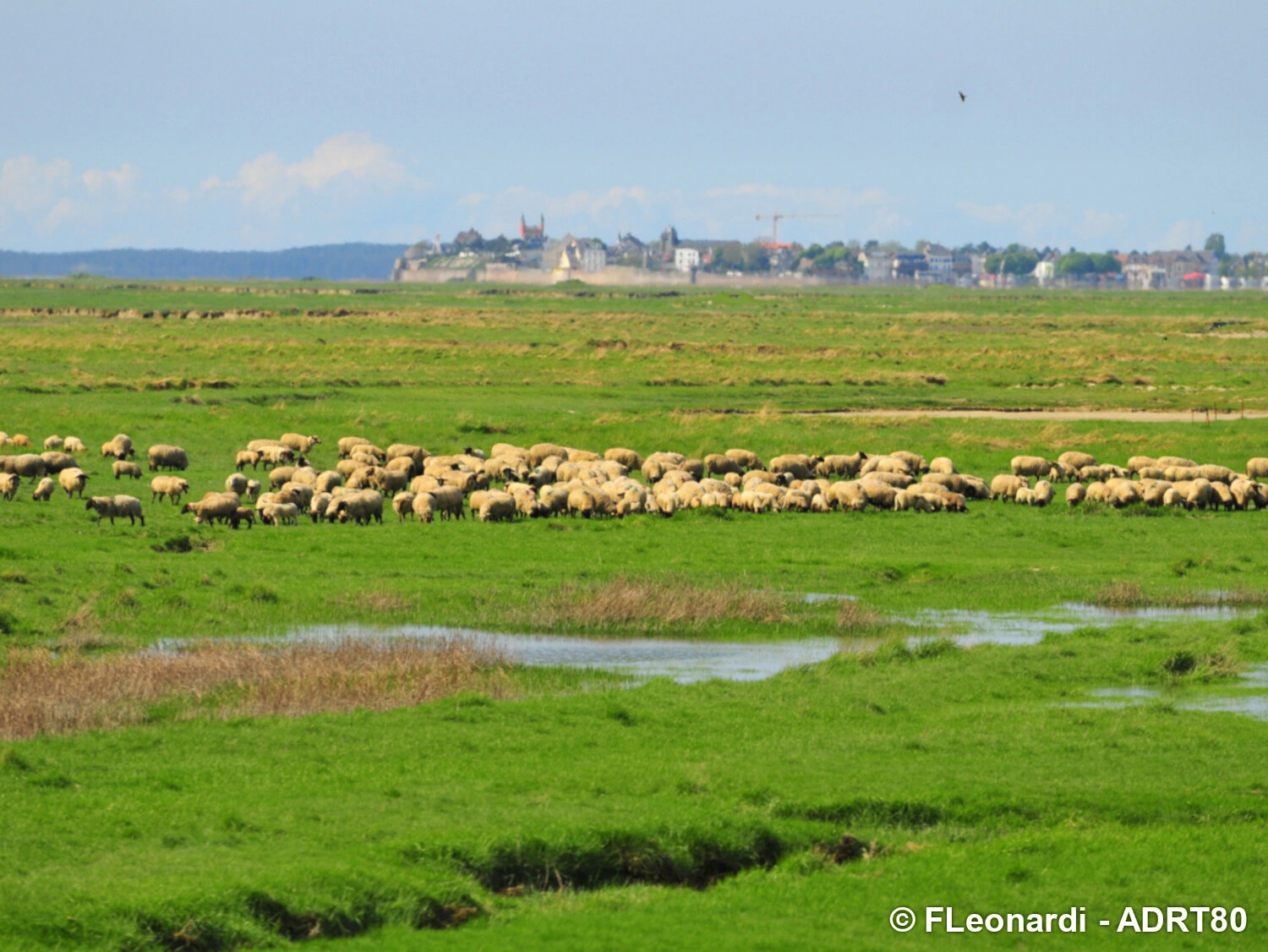 Moutons-ADRT80-FLeonardi.JPG