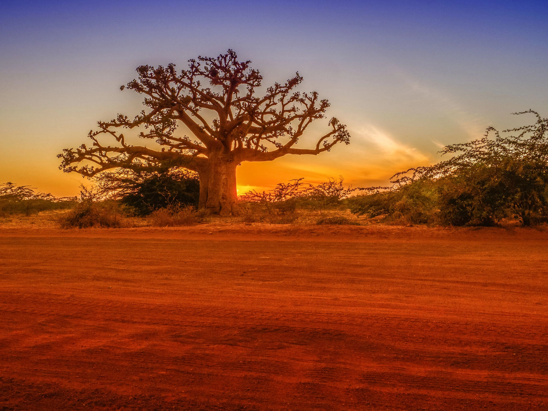 baobabs__AdobeStock_266985760.jpeg