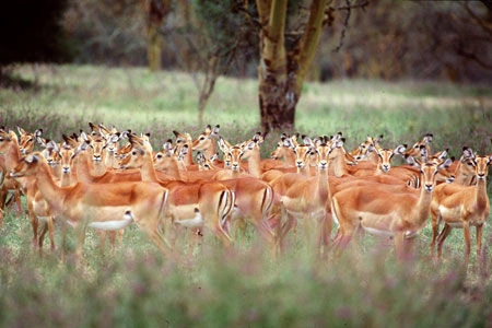 IMPALA-DW2065.jpg