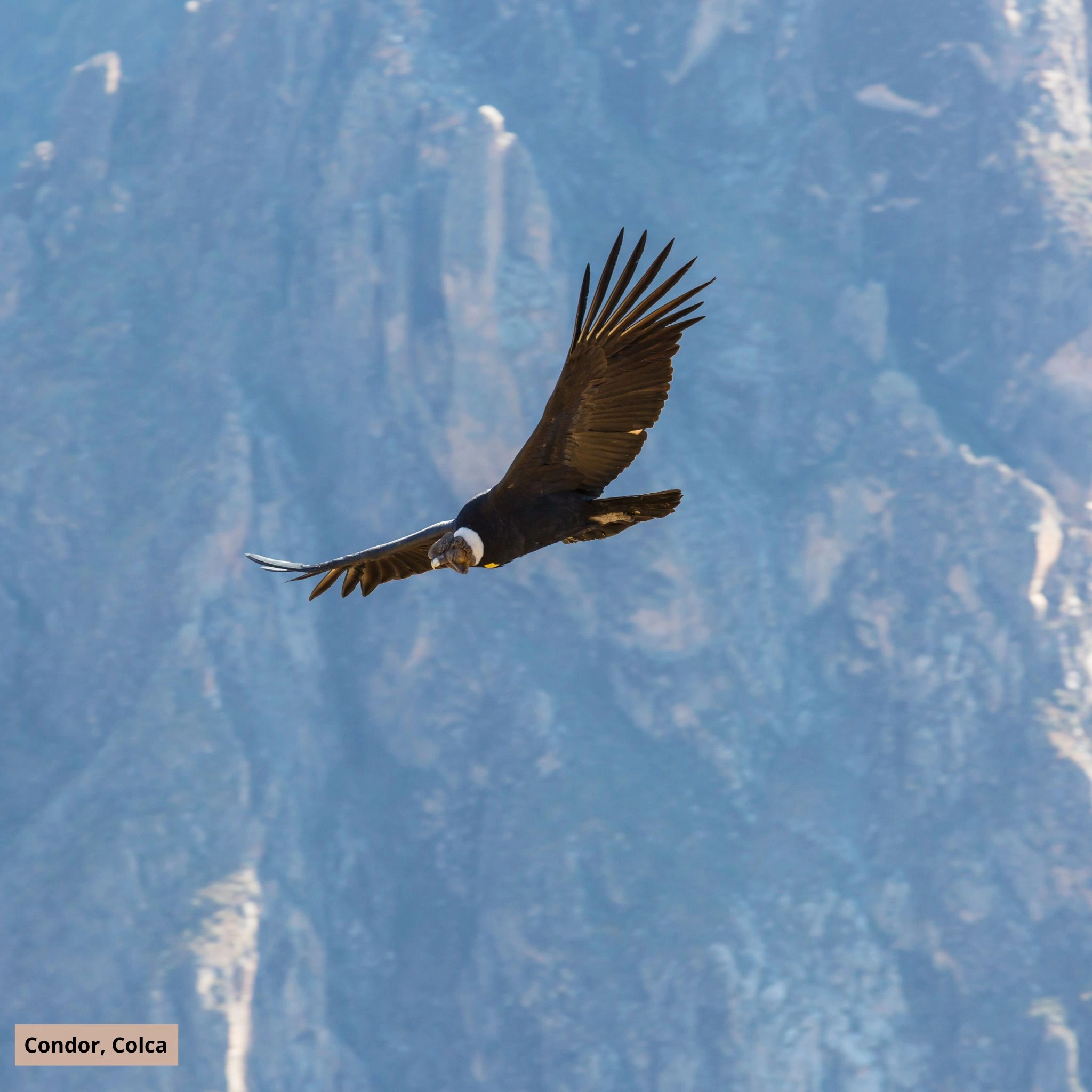 condor_colca.jpg