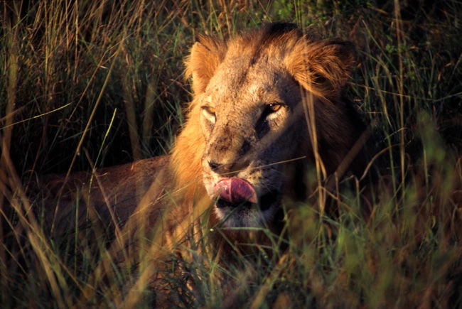 Safari Tsavo Oost/West en verblijf bij Kappa Club AHG Lion Beach Resort & Spa 4*nl
