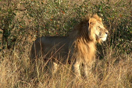 Safari Tsavo East - Amboseli - Tsavo West 3 nachten en verblijf in AHG Lion Beach Resort & Spa 4*nl