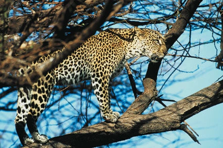 Safari Tsavo East en verblijf in AHG Lion Beach Resort 4*nl