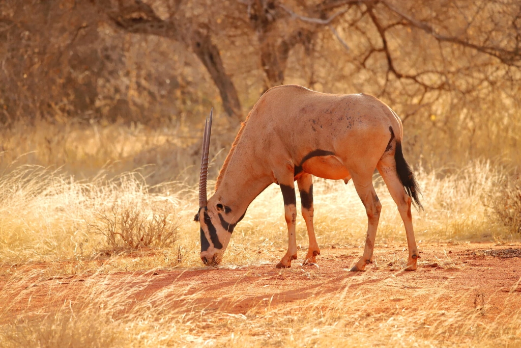 Safari Ngutuni en verblijf in AHG Lion Beach Resort 4*nl
