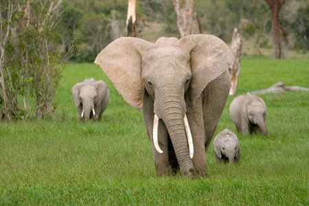 Safari Tsavo East 3D/2N en verblijf in AHG Lion Beach Resort 4*nl