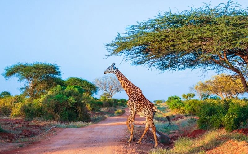 Safari Tsavo East - Amboseli - Tsavo West en verblijf in AHG Lion Beach Resort 4*nl